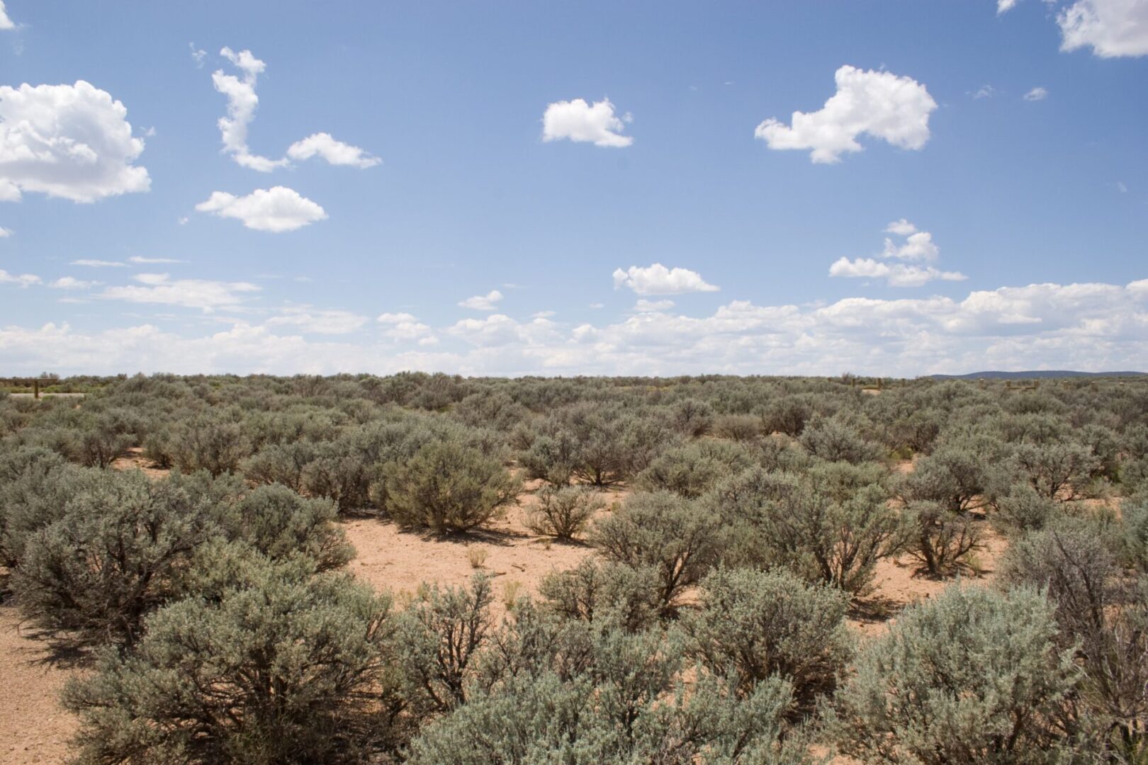 A desert area with many trees and bushes.